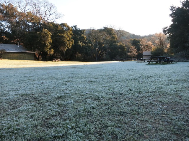 Icy field awaits the goats