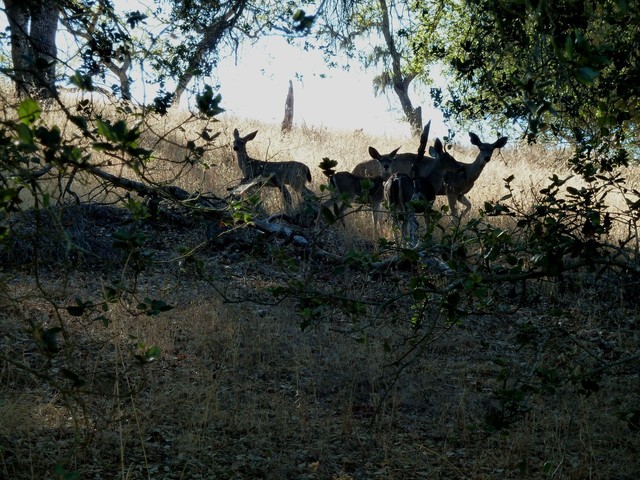 Deer at Harvey Bear Ranch