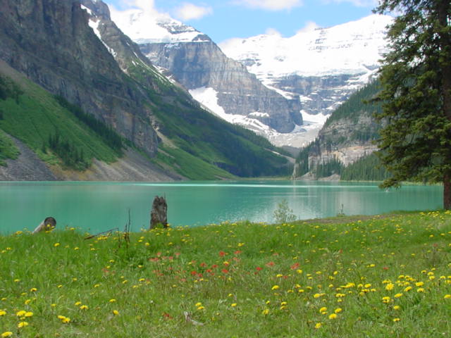 banff lake louise wildflowers