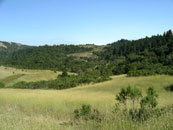 Click to enlarge - Montebello Open Space Preserve, looking from the start toward the finish (2004)
