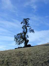 A gnarly tree in Ohlone Wilderness