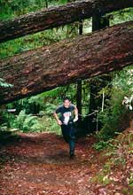 A competitor running under a huge fallen redwood tree at Big Basin State Park, 1996